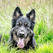 grass, Belgian Shepherd Tervuren