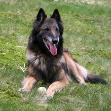 grass, Belgian Shepherd Tervuren