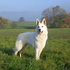 grass, viewes, White Swiss Shepherd, trees