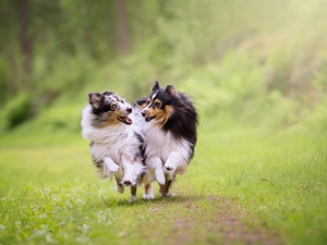 stretching, Dogs, car in the meadow, grass, Shetland Sheepdogs, Two cars