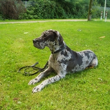 grass, juicy, lying, German Shorthaired Pointer