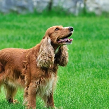 grass, Spaniel