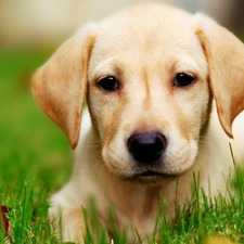 grass, retriever, Sponge, Labrador