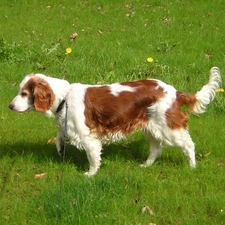 grass, juicy, Big, Welsh Springer Spaniel