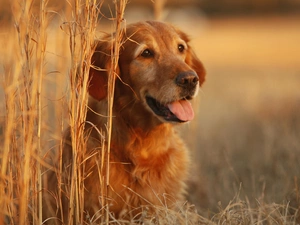 tall, grass, dog