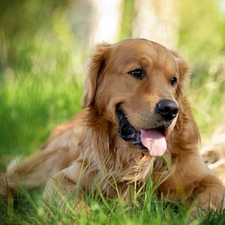 Tounge, grass, dog