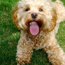 Tounge, grass, poodle