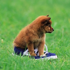 trainers, grass, puppie