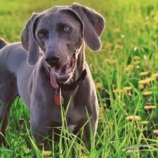 Weimar, grass, pointer