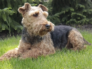 grass, terrier, Welsh