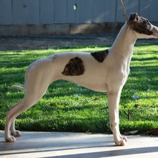 grass, Whippet