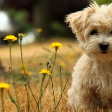 West Highland White Terrier, White