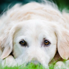 grass, Eyes, White, doggy