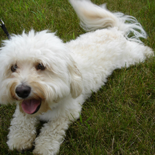 grass, Green, White, Havanese