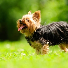 York, grass, doggy