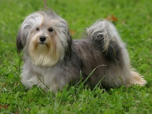Gray, Havanese