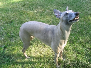 Gray, Whippet