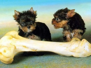 bone, Yorkshire Terrier, great