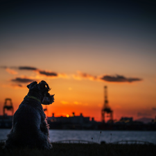 Great Sunsets, panorama, Schnauzer