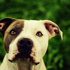 green ones, background, dog