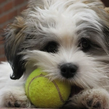 Green, the ball, dog