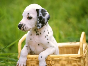 basket, green, Puppy