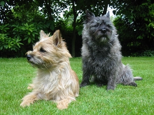 Green, grass, Cairn Terrier