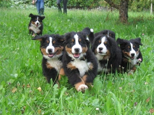 Green, grass, Bernese Cattle Dogs