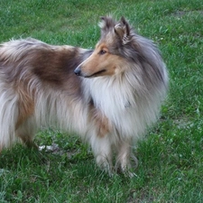 Green, grass, Collie rough