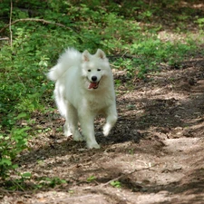 green, land, doggy, Samojed