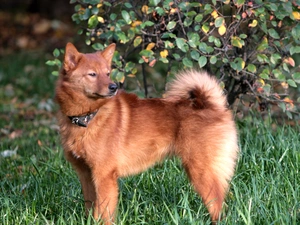 Green, grass, Finnish Spitz