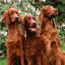 green, grass, Three, Flowers, Dogs