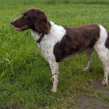 grass, Green, Small Munsterlander Pointer, Small Munsterlander