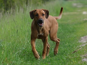 grass, Rhodesian ridgeback, Green