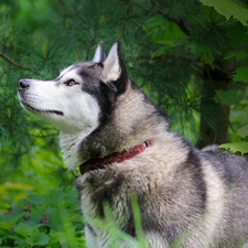 Husky, green, dog