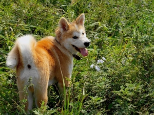 green, Akita, Inu