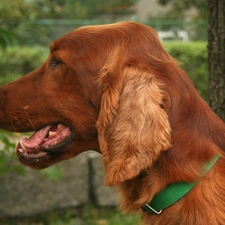 Green, dog-collar, Irish Setter
