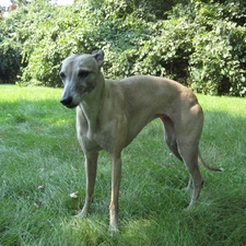 green ones, Leaf, Whippet