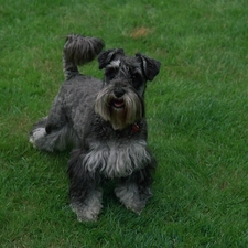 Green, grass, miniature Schnauzer