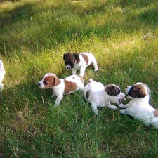 Green, grass, Jack Russell Terrier