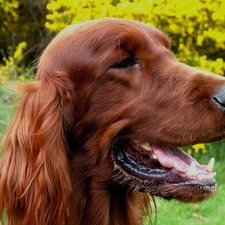 green, mouth, Irish Setter, Head