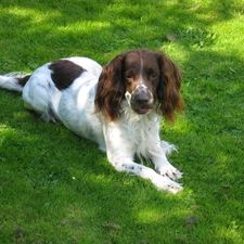 Green, grass, English Springer Spaniel