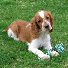 Green, grass, Welsh Springer Spaniel