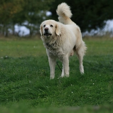 Green, grass, Tatra Sheepdog