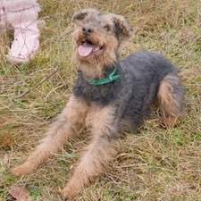 Green, dog-collar, Welsh Terrier