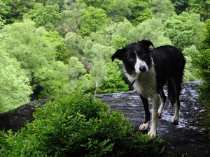 green, height, wet, doggy
