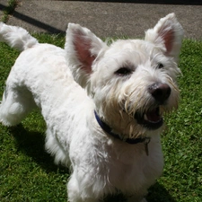 Green, grass, West Highland White Terrier