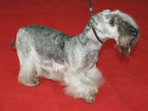 Grey, coat, Czech terrier