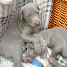 Grey, puppies, Two cars