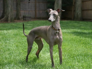 Greyhound, dog-collar